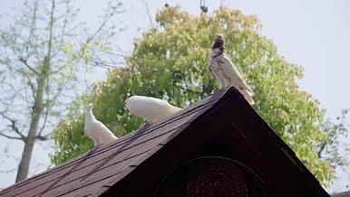 4K房檐上的鸽子实拍视频素材视频的预览图